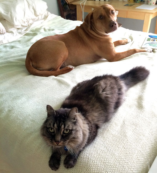 Ector and Milo being super innocent on the bed.