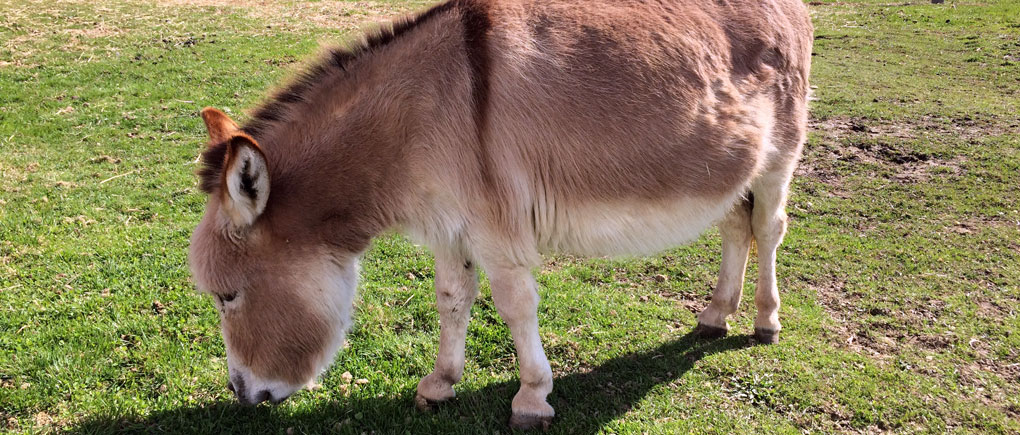 Peacefully grazing.